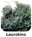 Laurotino